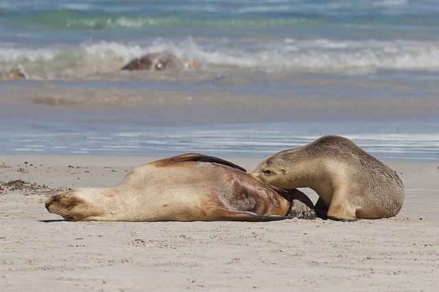192 Kangaroo Island, seal bay conservation park, australische zeeleeuwen.jpg